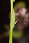 Florida yellow flax